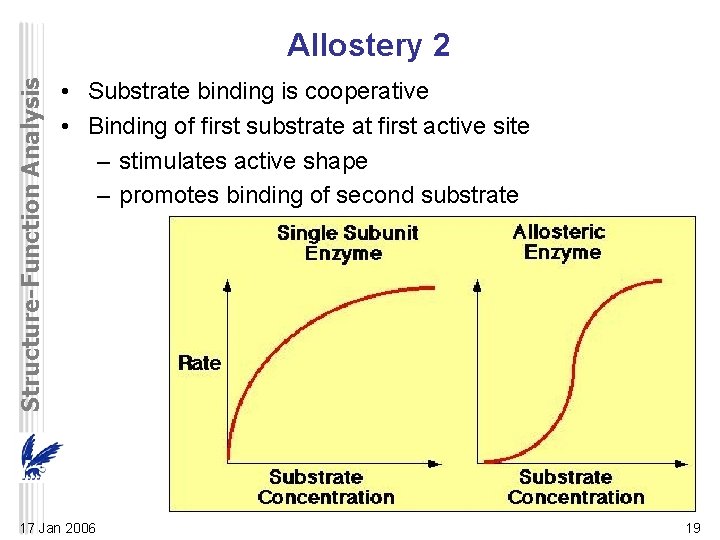 Structure-Function Analysis Allostery 2 • Substrate binding is cooperative • Binding of first substrate