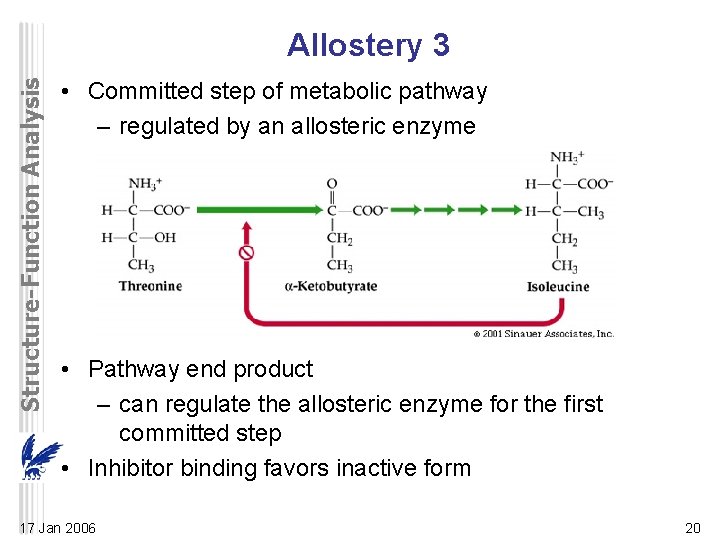 Structure-Function Analysis Allostery 3 • Committed step of metabolic pathway – regulated by an