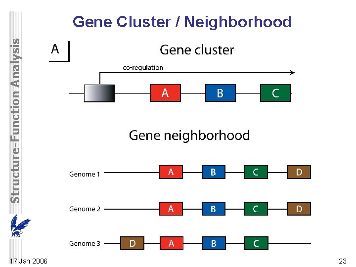 Structure-Function Analysis Gene Cluster / Neighborhood 17 Jan 2006 23 