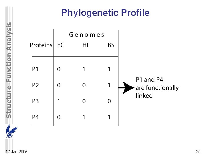 Structure-Function Analysis Phylogenetic Profile 17 Jan 2006 25 