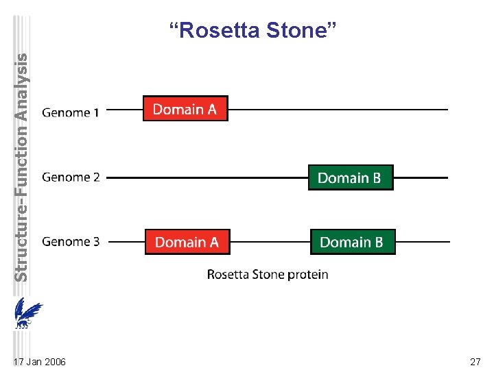 Structure-Function Analysis “Rosetta Stone” 17 Jan 2006 27 