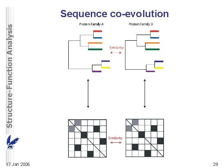 Structure-Function Analysis Sequence co-evolution 17 Jan 2006 29 