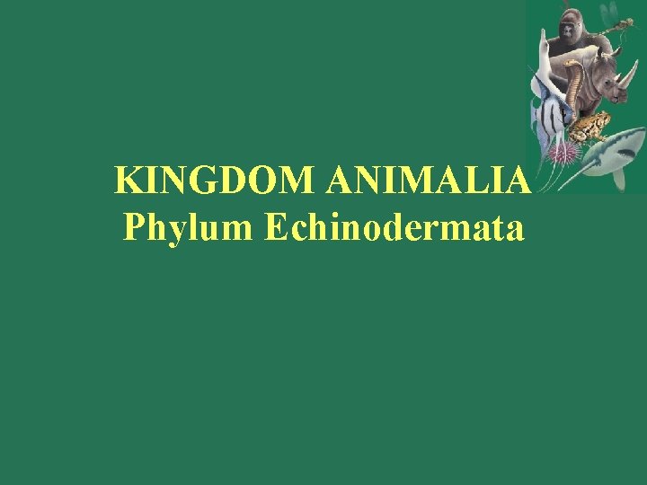 KINGDOM ANIMALIA Phylum Echinodermata 