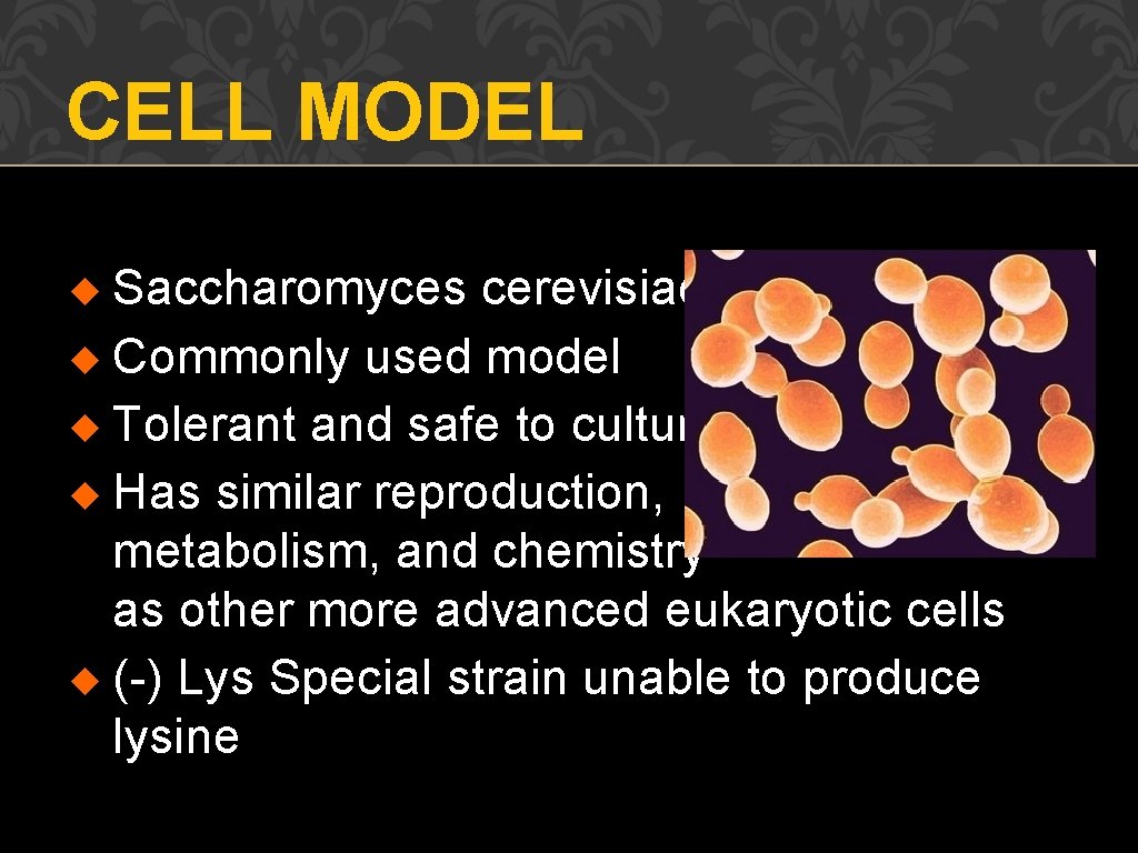 CELL MODEL u Saccharomyces cerevisiae u Commonly used model u Tolerant and safe to