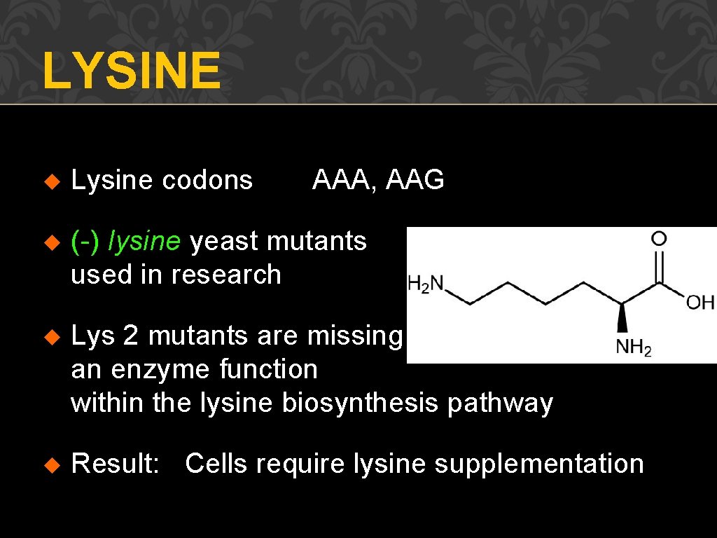 LYSINE u Lysine codons AAA, AAG u (-) lysine yeast mutants used in research