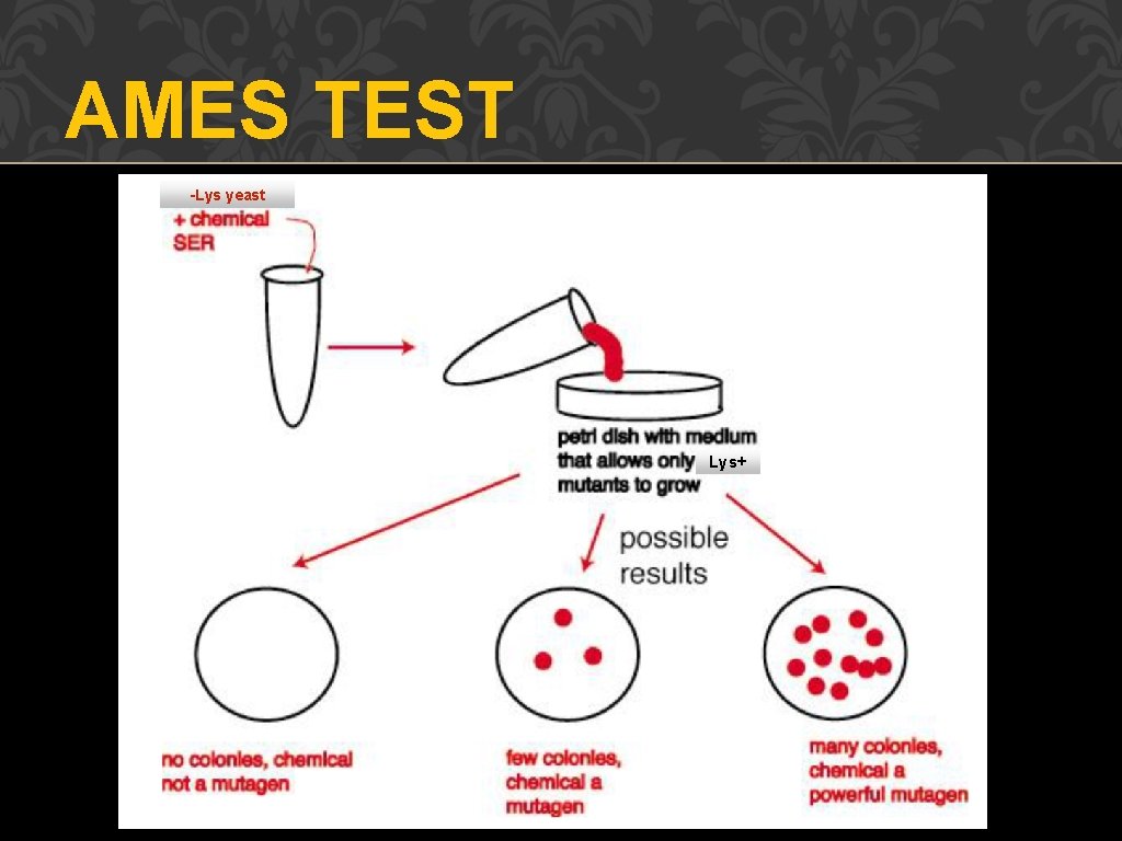 AMES TEST -Lys yeast Lys+ 