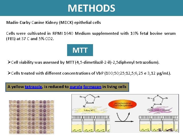 METHODS Madin-Darby Canine Kidney (MDCK) epithelial cells Cells were cultivated in RPMI 1640 Medium