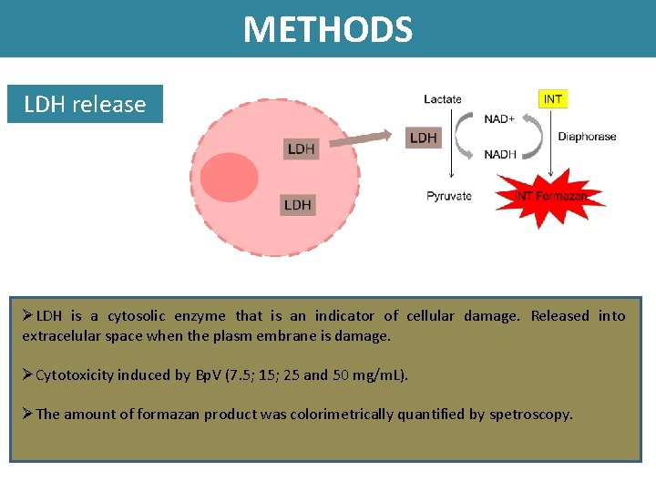 METHODS LDH release ØLDH is a cytosolic enzyme that is an indicator of cellular