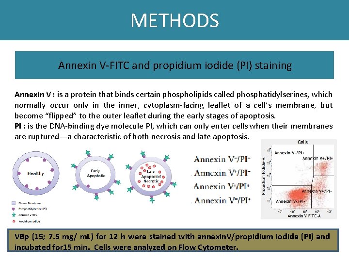 METHODS Annexin V-FITC and propidium iodide (PI) staining Annexin V : is a protein