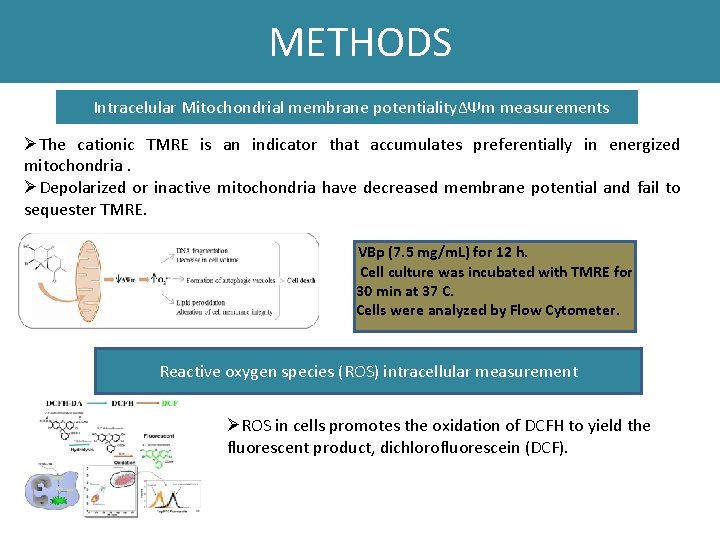 METHODS Intracelular Mitochondrial membrane potentiality∆Ψm measurements ØThe cationic TMRE is an indicator that accumulates