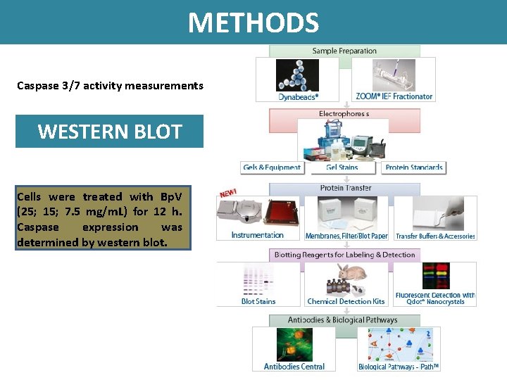 METHODS Caspase 3/7 activity measurements WESTERN BLOT Cells were treated with Bp. V (25;