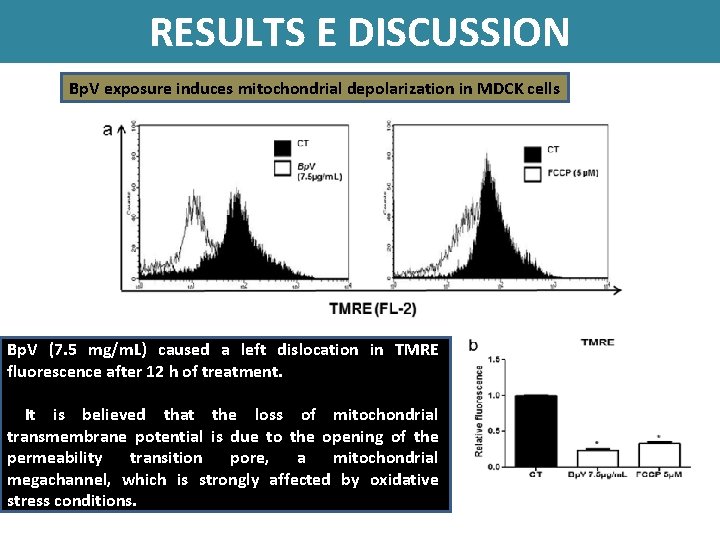 RESULTS E DISCUSSION Bp. V exposure induces mitochondrial depolarization in MDCK cells Bp. V