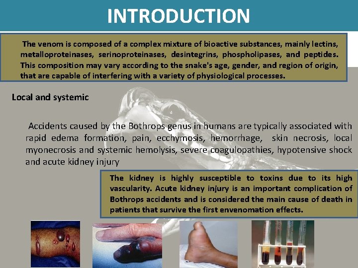 INTRODUCTION The venom is composed of a complex mixture of bioactive substances, mainly lectins,