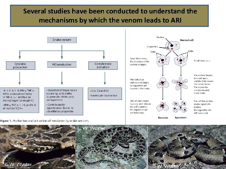 Several studies have been conducted to understand the mechanisms by which the venom leads