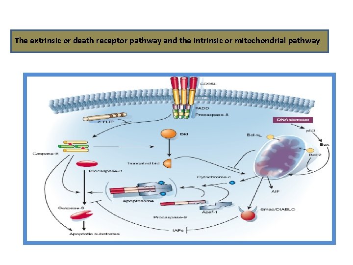 The extrinsic or death receptor pathway and the intrinsic or mitochondrial pathway 