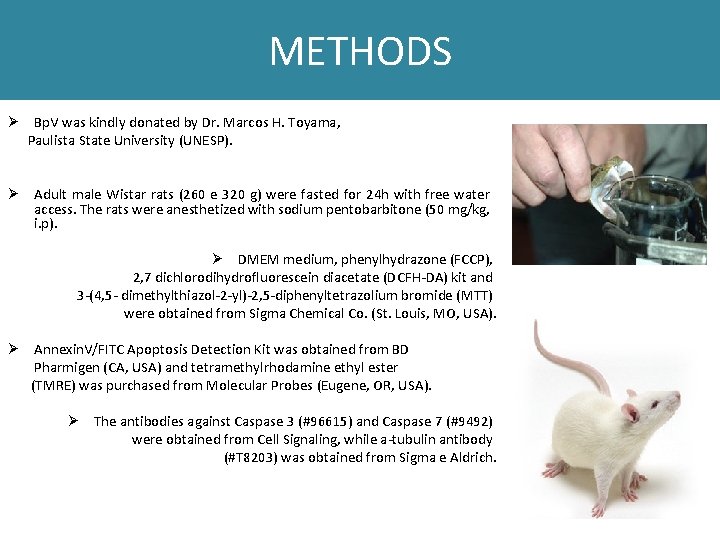 METHODS Ø Bp. V was kindly donated by Dr. Marcos H. Toyama, Paulista State