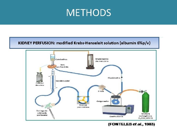 METHODS KIDNEY PERFUSION: modified Krebs-Henseleit solution (albumin 6%p/v) 