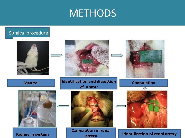 METHODS Surgical procedure Manitol Kidney in system Identification and dissection of ureter Cannulation of