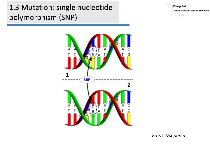 1. 3 Mutation: single nucleotide polymorphism (SNP) From Wikipedia 