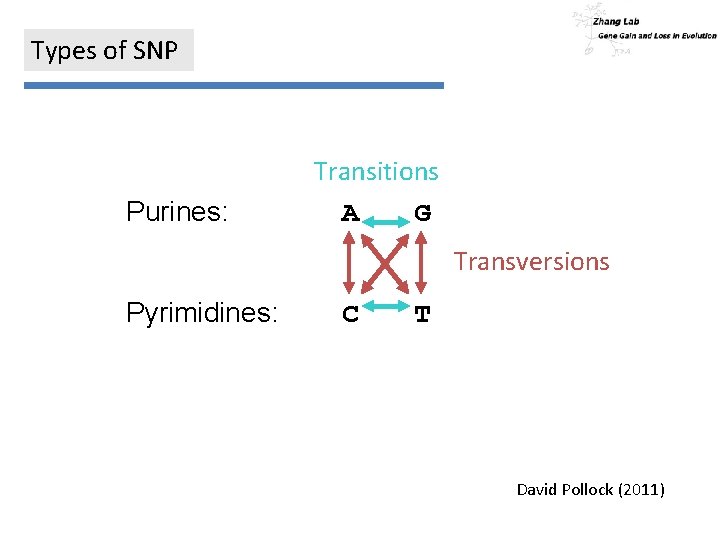 Types of SNP Purines: Transitions A G Transversions Pyrimidines: C T David Pollock (2011)