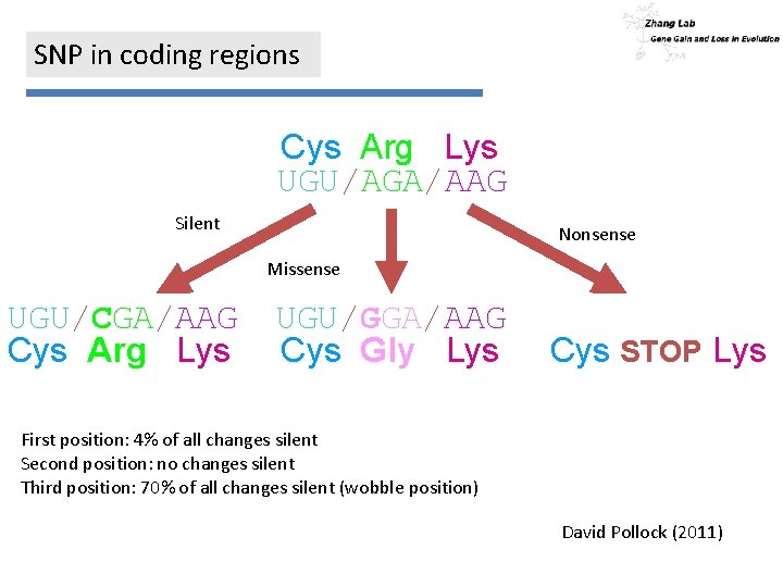 SNP in coding regions Cys Arg Lys UGU/AGA/AAG Silent Nonsense Missense UGU/CGA/AAG Cys Arg