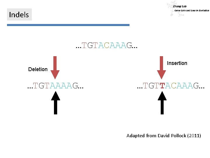 Indels …TGTACAAAG… Insertion Deletion …TGTAAAAG… …TGTTACAAAG… Adapted from David Pollock (2011) 