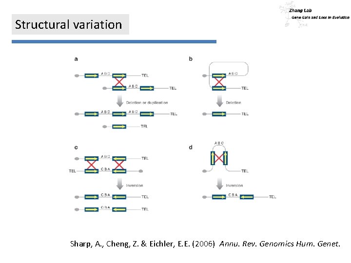 Structural variation Sharp, A. , Cheng, Z. & Eichler, E. E. (2006) Annu. Rev.