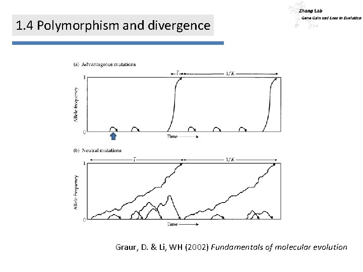 1. 4 Polymorphism and divergence Graur, D. & Li, WH (2002) Fundamentals of molecular