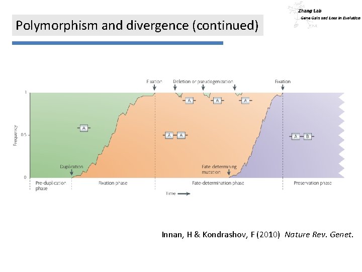 Polymorphism and divergence (continued) Innan, H & Kondrashov, F (2010) Nature Rev. Genet. 