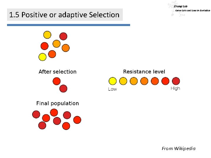 1. 5 Positive or adaptive Selection From Wikipedia 