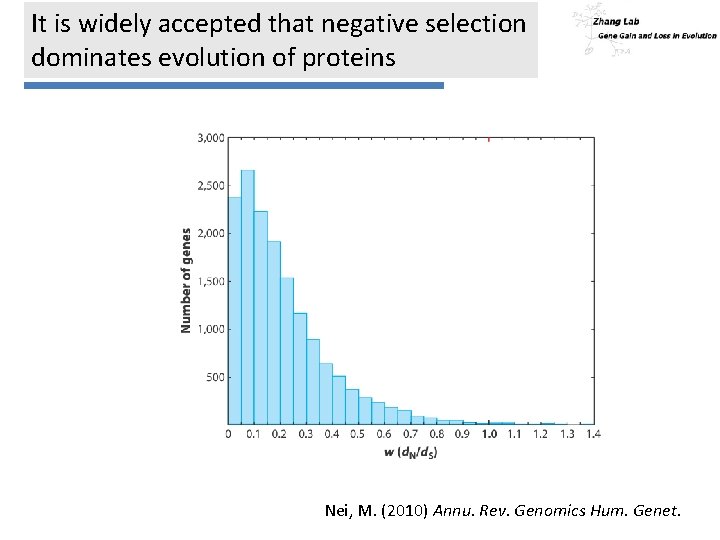 It is widely accepted that negative selection dominates evolution of proteins Nei, M. (2010)