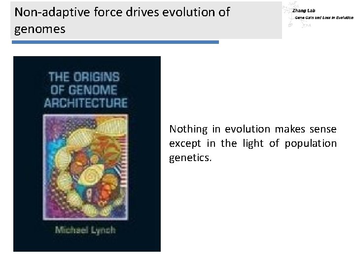 Non-adaptive force drives evolution of genomes Nothing in evolution makes sense except in the