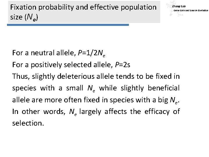 Fixation probability and effective population size (Ne) For a neutral allele, P=1/2 Ne For