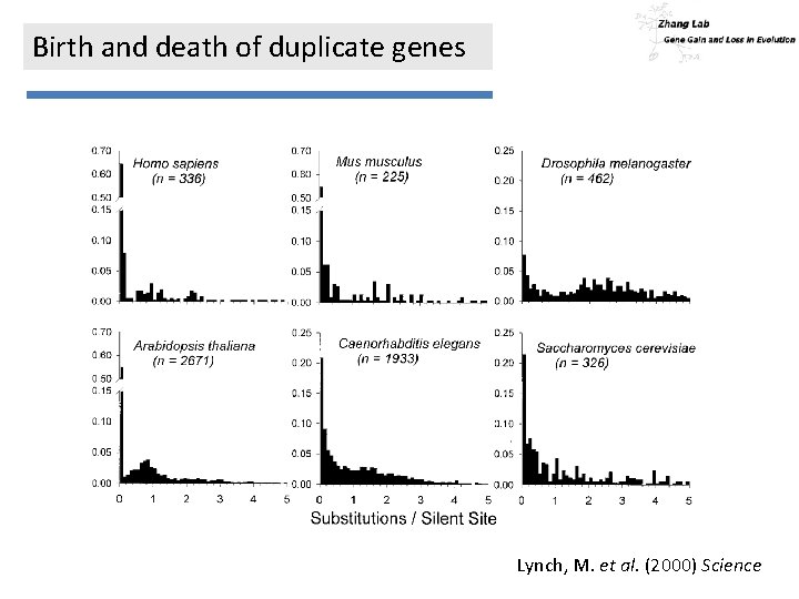 Birth and death of duplicate genes Lynch, M. et al. (2000) Science 