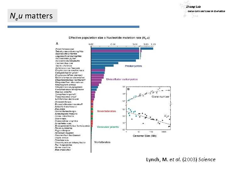 Neu matters Lynch, M. et al. (2003) Science 