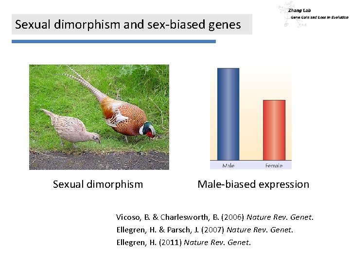 Sexual dimorphism and sex-biased genes Sexual dimorphism Male-biased expression Vicoso, B. & Charlesworth, B.