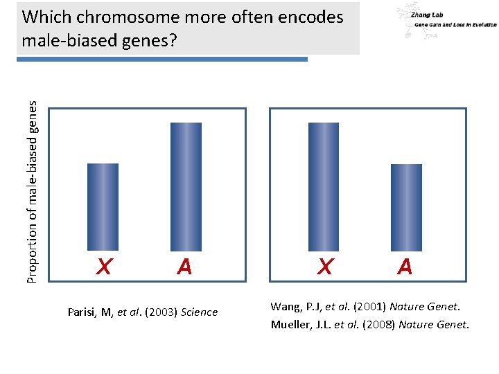 Proportion of male-biased genes Which chromosome more often encodes male-biased genes? Male-biased genes X