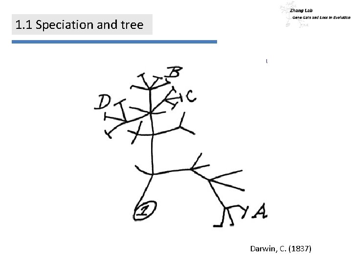 1. 1 Speciation and tree Darwin, C. (1837) 