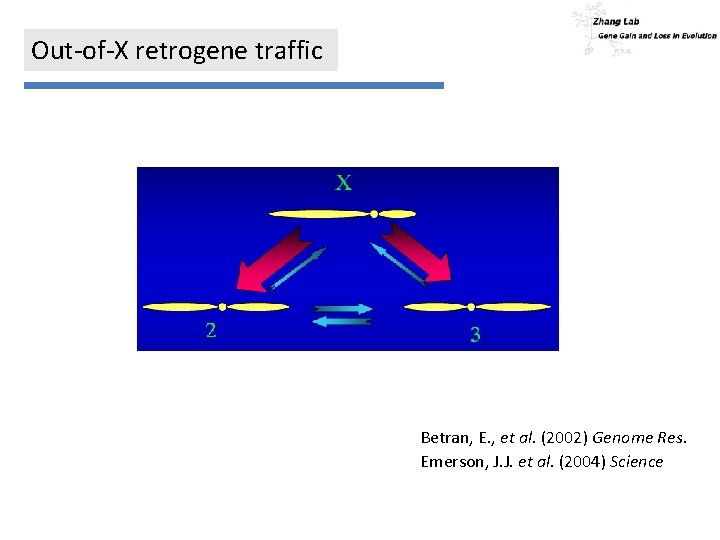 Out-of-X retrogene traffic Betran, E. , et al. (2002) Genome Res. Emerson, J. J.