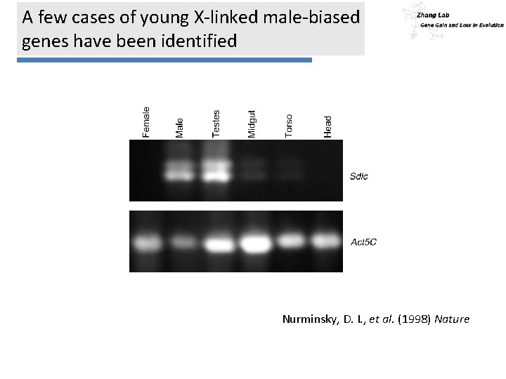A few cases of young X-linked male-biased genes have been identified Nurminsky, D. I.