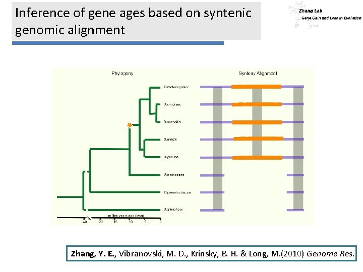 Inference of gene ages based on syntenic genomic alignment Zhang, Y. E. , Vibranovski,