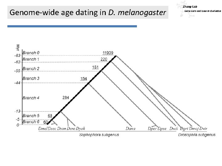 Genome-wide age dating in D. melanogaster 