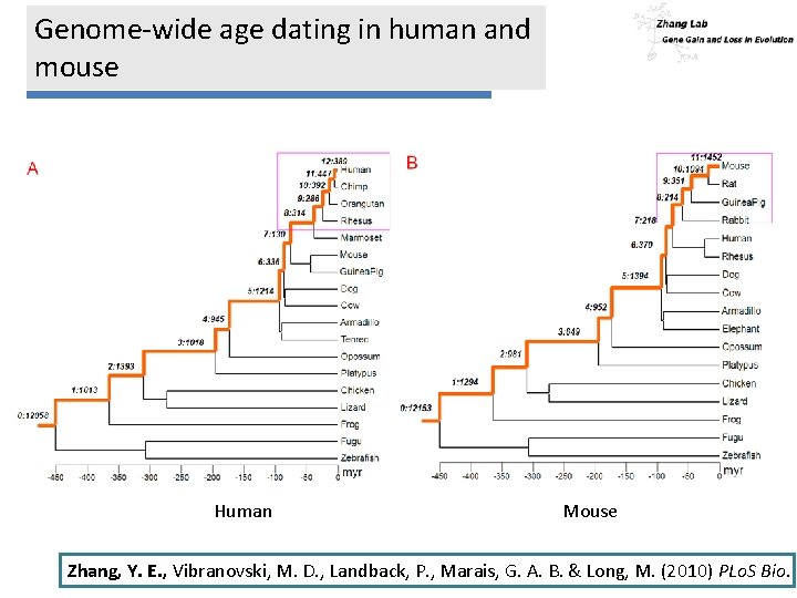 Genome-wide age dating in human and mouse Human Mouse Zhang, Y. E. , Vibranovski,