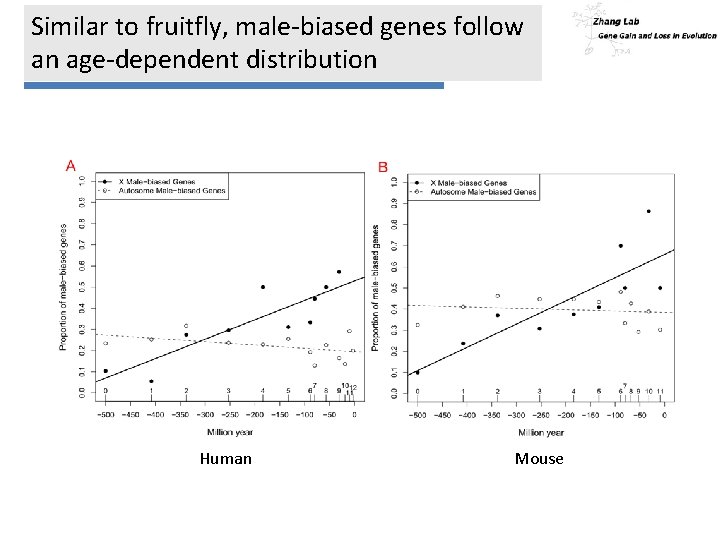 Similar to fruitfly, male-biased genes follow an age-dependent distribution Human Mouse 