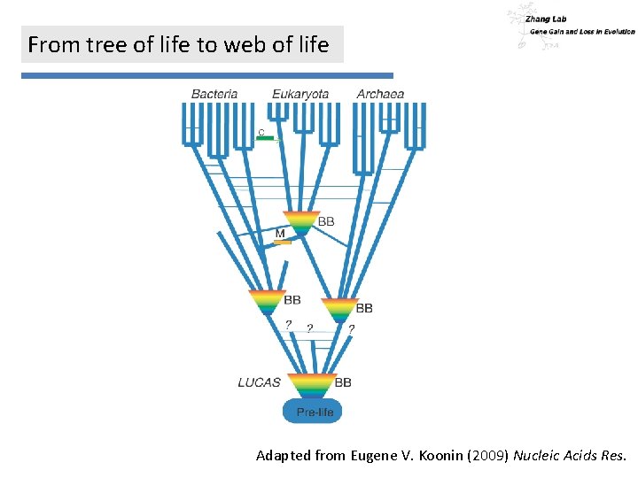 From tree of life to web of life Adapted from Eugene V. Koonin (2009)
