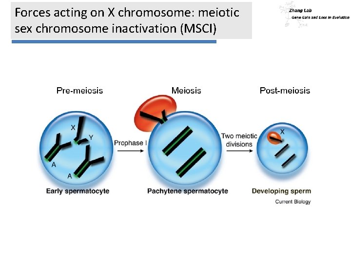 Forces acting on X chromosome: meiotic sex chromosome inactivation (MSCI) 