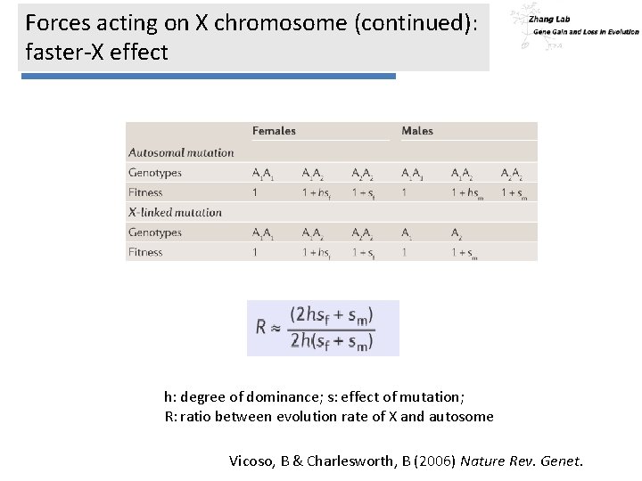 Forces acting on X chromosome (continued): faster-X effect h: degree of dominance; s: effect