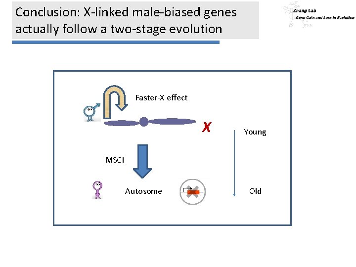 Conclusion: X-linked male-biased genes actually follow a two-stage evolution Faster-X effect X Young MSCI