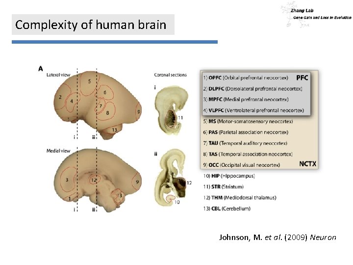 Complexity of human brain Johnson, M. et al. (2009) Neuron 