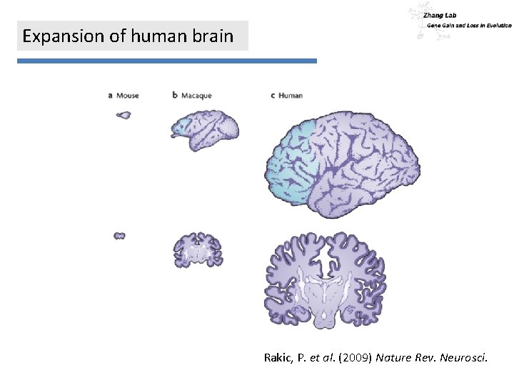 Expansion of human brain Rakic, P. et al. (2009) Nature Rev. Neurosci. 
